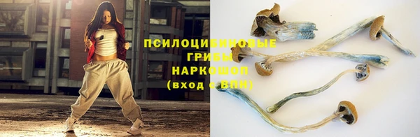 прущие грибы Абаза